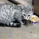 Подробнее об объявлении «Москва Найден кот в отрадном» Фото: найдена кошка  «Москва Найден кот в отрадном» в г. Москва