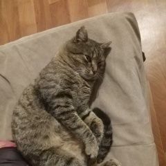 Подробнее об объявлении «Краснодар Найден кот» Фото: найдена кошка  «Краснодар Найден кот» в г. Краснодар