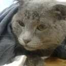 Подробнее об объявлении «Москва Найден кот царицыно, улица каспийская в районе 30к2» Фото: найдена кошка Шотландская вислоухая «Москва Найден кот царицыно, улица каспийская в...» в г. Москва