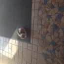 Подробнее об объявлении «Найдена кошка Щербинка» Фото: найдена кошка  «Найдена кошка Щербинка» в г. Щербинка