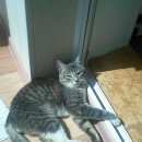 Подробнее об объявлении «Лобня Найден кот» Фото: найдена кошка  «Лобня Найден кот» в г. Лобня