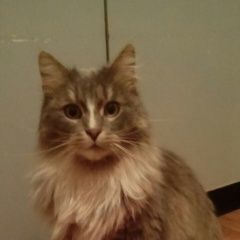 Подробнее об объявлении «Москва Найдена кошка» Фото: найдена кошка  «Москва Найдена кошка» в г. Москва