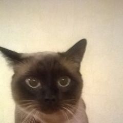 Подробнее об объявлении «Москва Найден кот тайский кот» Фото: найдена кошка Тайская «Москва Найден кот тайский кот» в г. Москва