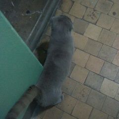 Подробнее об объявлении «Москва Найден кот шотландский вислоухий» Фото: найдена кошка Шотландская вислоухая «Москва Найден кот шотландский вислоухий» в г. Москва