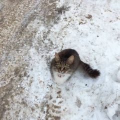 Подробнее об объявлении «Найдена кошка Новокуйбышевск» Фото: найдена кошка  «Найдена кошка Новокуйбышевск» в г. Новокуйбышевск