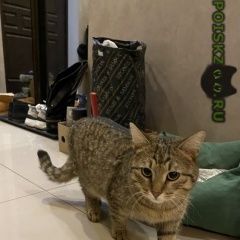 Подробнее об объявлении «Найден кот. Балашиха» Фото: найдена кошка  «Найден кот. Балашиха» в г. Балашиха