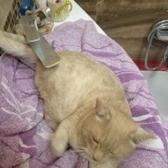 Подробнее об объявлении «Москва Найден кот красивый кот, похож на британца» Фото: найдена кошка Британская короткошерстная «Москва Найден кот красивый кот, похож на британца» в г. Москва