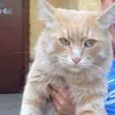 Подробнее об объявлении «Найден кот Красноярск» Фото: найдена кошка  «Найден кот Красноярск» в г. Красноярск