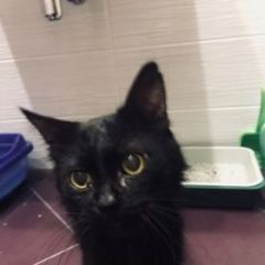 Подробнее об объявлении «Москва Найден кот.» Фото: найдена кошка  «Москва Найден кот.» в г. Москва