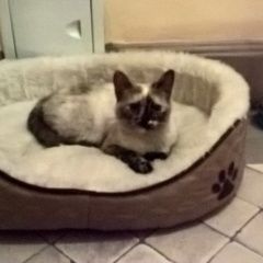 Подробнее об объявлении «Москва Найдена кошка» Фото: найдена кошка Сиамская «Москва Найдена кошка» в г. Москва