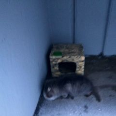 Подробнее об объявлении «Лобня Найдена кошка пушистая дымчатая катюшки» Фото: найдена кошка  «Лобня Найдена кошка пушистая дымчатая катюшки» в г. Лобня