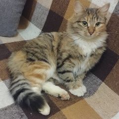 Подробнее об объявлении «Москва Найдена кошка в районе бибирево, бело серо рыжая» Фото: найдена кошка  «Москва Найдена кошка в районе бибирево, бело...» в г. Москва