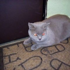Подробнее об объявлении «Москва Найден кот (возможно кошка)» Фото: найдена кошка Британская короткошерстная «Москва Найден кот (возможно кошка)» в г. Москва