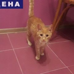 Подробнее об объявлении «Найден кот Калуга» Фото: найдена кошка  «Найден кот Калуга» в г. Калуга