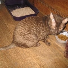 Подробнее об объявлении «Санкт-Петербург Найдена кошка» Фото: найдена кошка Корниш-рекс «Санкт-Петербург Найдена кошка» в г. Санкт-Петербург