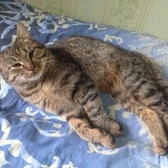 Подробнее об объявлении «Москва Найден кот оранжевый ошейник» Фото: найдена кошка Абиссинская «Москва Найден кот оранжевый ошейник» в г. Москва