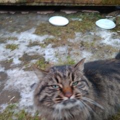 Подробнее об объявлении «Найден кот Зеленоград» Фото: найдена кошка  «Найден кот Зеленоград» в г. Зеленоград