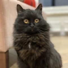 Подробнее об объявлении «Москва Найдена кошка чёрная кошка» Фото: найдена кошка Сибирская кошка «Москва Найдена кошка чёрная кошка» в г. Москва
