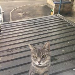 Подробнее об объявлении «Ставрополь Найдена кошка» Фото: найдена кошка  «Ставрополь Найдена кошка» в г. Ставрополь