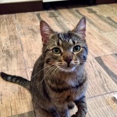 Подробнее об объявлении «Москва Найдена кошка» Фото: найдена кошка  «Москва Найдена кошка» в г. Москва