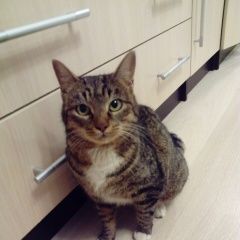 Подробнее об объявлении «Санкт-Петербург Найдена кошка в центральном р-не спб 28.12.17г.» Фото: найдена кошка  «Санкт-Петербург Найдена кошка в центральном...» в г. Санкт-Петербург