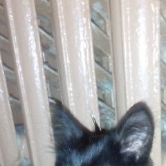 Подробнее об объявлении «Иваново Найден котенок» Фото: найдена кошка  «Иваново Найден котенок» в г. Иваново