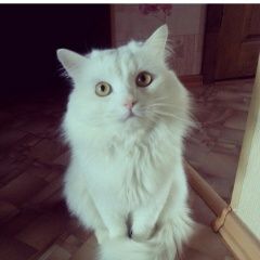 Подробнее об объявлении «Найден кот  Ярославль» Фото: найдена кошка  «Найден кот  Ярославль» в г. Ярославль