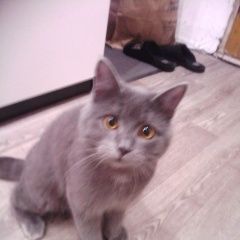 Подробнее об объявлении «Москва Найден кот» Фото: найдена кошка Британская короткошерстная «Москва Найден кот» в г. Москва