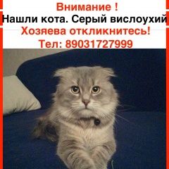 Подробнее об объявлении «Москва Найден кот» Фото: найдена кошка Шотландская вислоухая «Москва Найден кот» в г. Москва