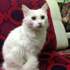 Подробнее об объявлении «Москва Найден котик мартин - красивый и ласковый малыш» Фото: найдена кошка Персидская «Москва Найден котик мартин - красивый и...» в г. Москва