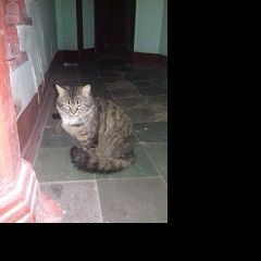 Подробнее об объявлении «Санкт-Петербург Найдена кошка красивая кошечка_сибирская» Фото: найдена кошка  «Санкт-Петербург Найдена кошка красивая...» в г. Санкт-Петербург