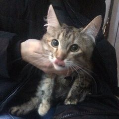 Подробнее об объявлении «Москва Найдена кошка» Фото: найдена кошка  «Москва Найдена кошка» в г. Москва