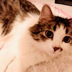 Подробнее об объявлении «Москва Найден кот» Фото: найдена кошка  «Москва Найден кот» в г. Москва