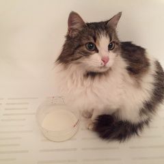 Подробнее об объявлении «Москва Найдена кошка» Фото: найдена кошка  «Москва Найдена кошка» в г. Москва