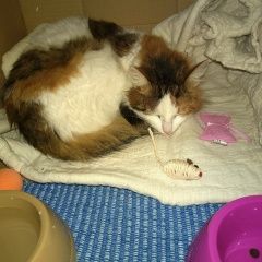 Подробнее об объявлении «Москва Найдена кошка» Фото: найдена кошка  «Москва Найдена кошка» в г. Москва