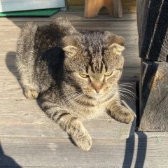 Подробнее об объявлении «Найден кот в д. теперки. Орехово-Зуево» Фото: найдена кошка Скоттиш фолд (шотландская вислоухая) «Найден кот в д. теперки. Орехово-Зуево» в г. Орехово-Зуево