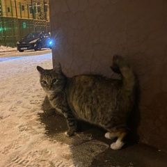 Подробнее об объявлении «Москва Найдена кошка» Фото: найдена кошка Курильский бобтейл «Москва Найдена кошка» в г. Москва