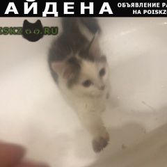Подробнее об объявлении «Найдена кошка Можайск» Фото: найдена кошка  «Найдена кошка Можайск» в г. Можайск