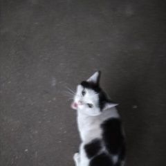 Подробнее об объявлении «Москва Найдена кошка явно домашняя» Фото: найдена кошка  «Москва Найдена кошка явно домашняя» в г. Москва