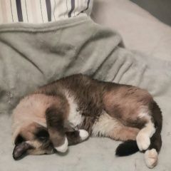 Подробнее об объявлении «Мытищи Найден кот с зелёным ошейником от блох» Фото: найдена кошка  «Мытищи Найден кот с зелёным ошейником от блох» в г. Мытищи