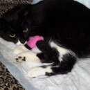 Подробнее об объявлении «Санкт-Петербург Найден кот» Фото: найдена кошка  «Санкт-Петербург Найден кот» в г. Санкт-Петербург