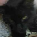 Подробнее об объявлении «Москва Найдена кошка черная кошка, отрадное» Фото: найдена кошка  «Москва Найдена кошка черная кошка, отрадное» в г. Москва