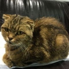 Подробнее об объявлении «Москва Найдена кошка в куркино вислоухая кошка» Фото: найдена кошка  «Москва Найдена кошка в куркино вислоухая кошка» в г. Москва