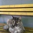Подробнее об объявлении «Москва Найдена кошка» Фото: найдена кошка  «Москва Найдена кошка» в г. Москва