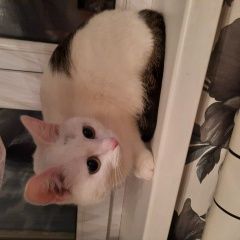 Подробнее об объявлении «Найдена кошка Тольятти» Фото: найдена кошка  «Найдена кошка Тольятти» в г. Тольятти