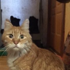 Подробнее об объявлении «Москва Найден кот» Фото: найдена кошка  «Москва Найден кот» в г. Москва