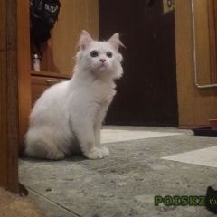 Подробнее об объявлении «Москва Найдена кошка белый котенок» Фото: найдена кошка  «Москва Найдена кошка белый котенок» в г. Москва