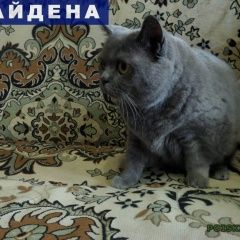 Подробнее об объявлении «Найдена кошка пос. металлострой Санкт-Петербург» Фото: найдена кошка Британская короткошерстная «Найдена кошка пос. металлострой Санкт-Петербург» в г. Санкт-Петербург