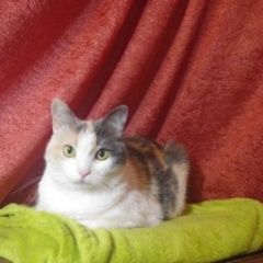 Подробнее об объявлении «Москва Найдена кошка трехцветная, взрослая.» Фото: найдена кошка  «Москва Найдена кошка трехцветная, взрослая.» в г. Москва