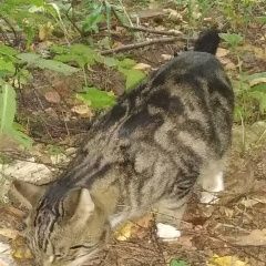 Подробнее об объявлении «Москва Найден кот в битцевском лесу замечен кот» Фото: найдена кошка Американская короткошерстная «Москва Найден кот в битцевском лесу замечен кот» в г. Москва